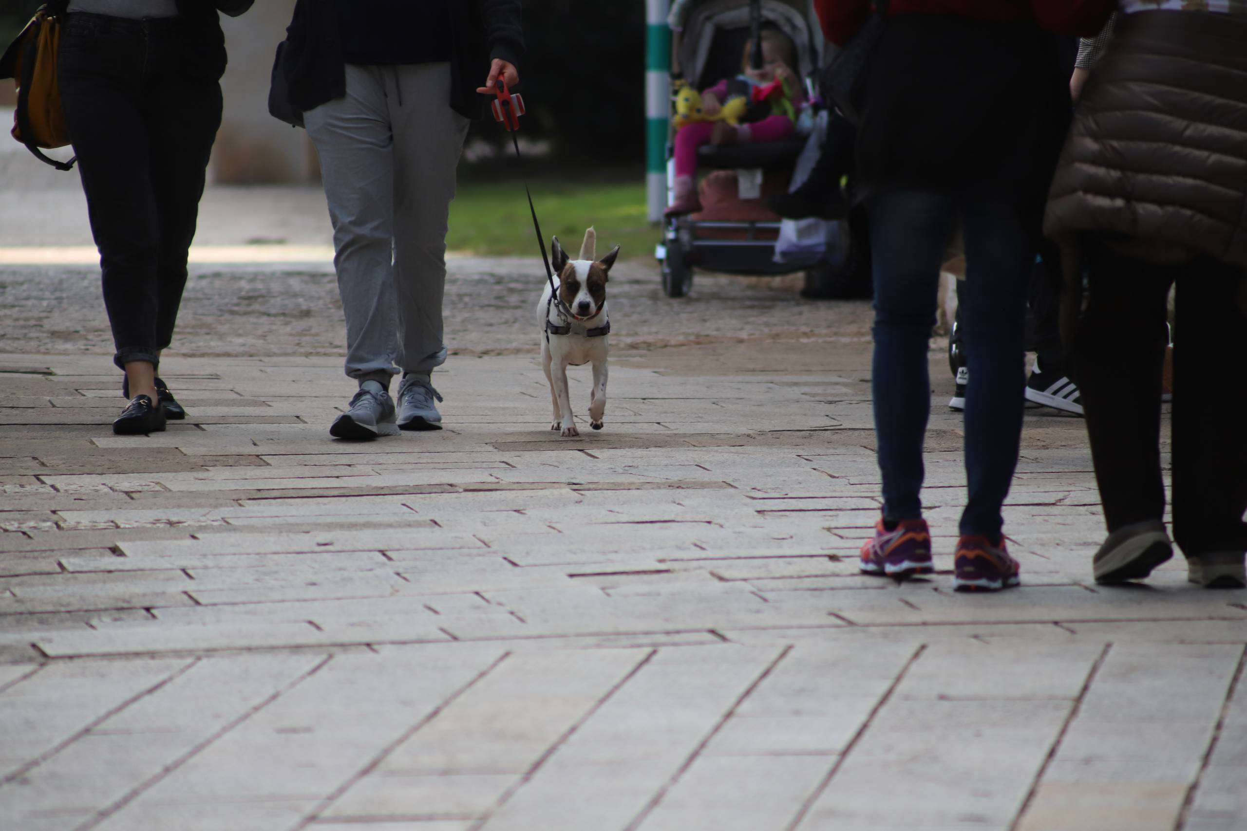 How to walk a dog