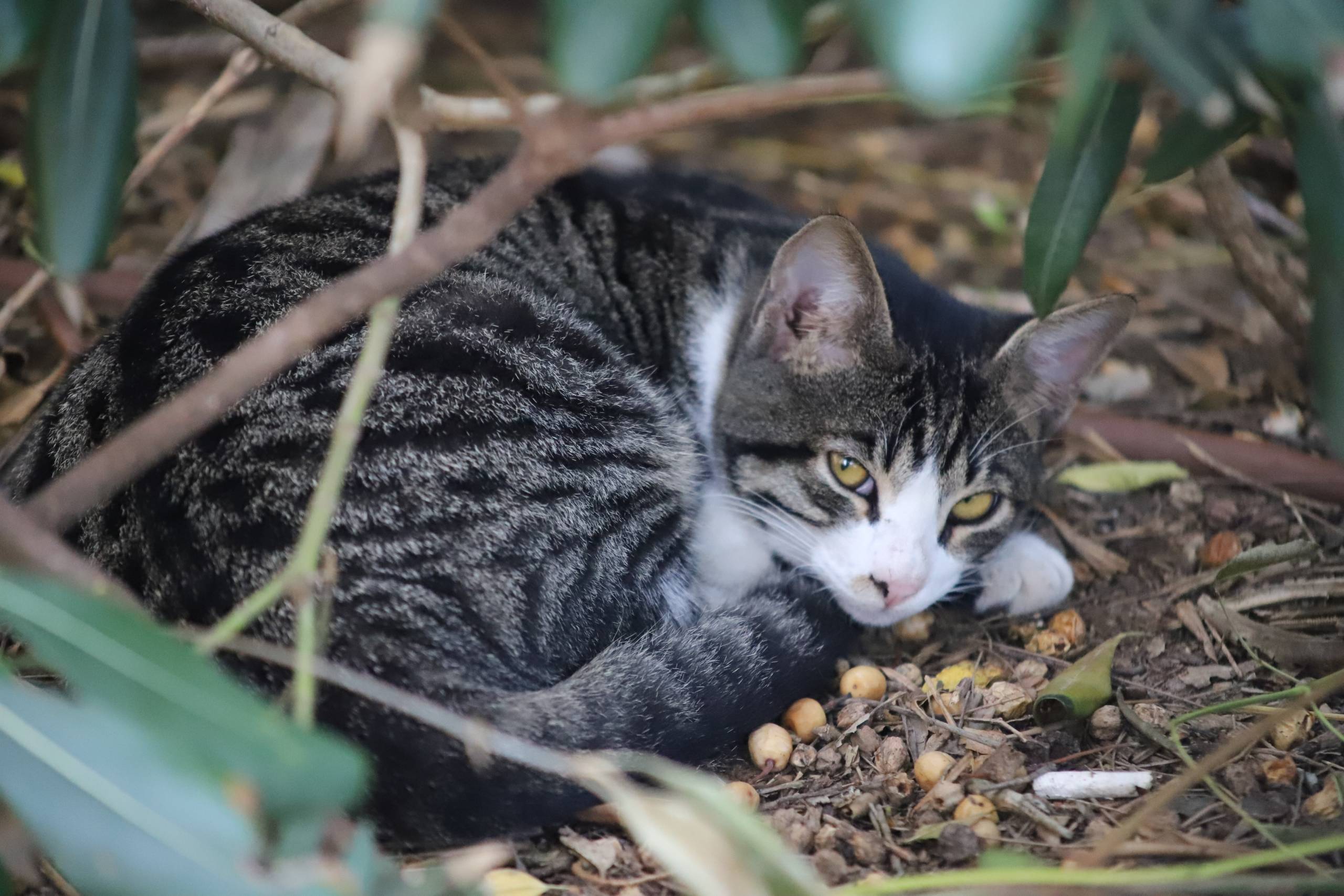Are domestic cats still predators?