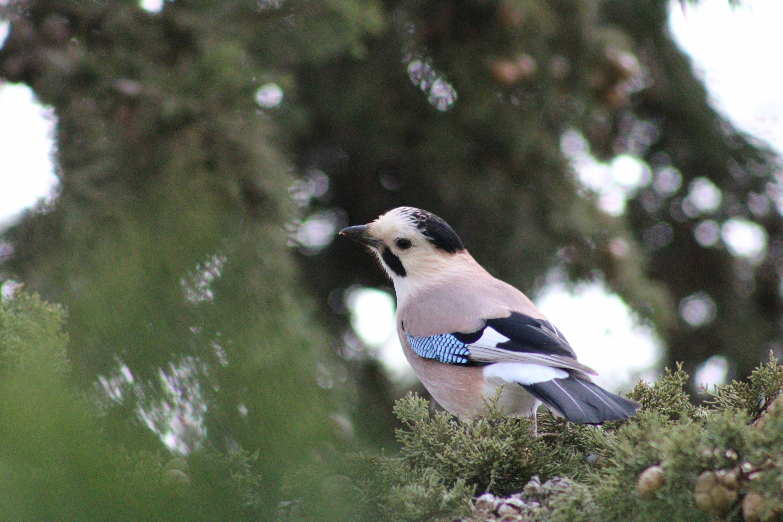 A bird in the hand is worth two in the bush