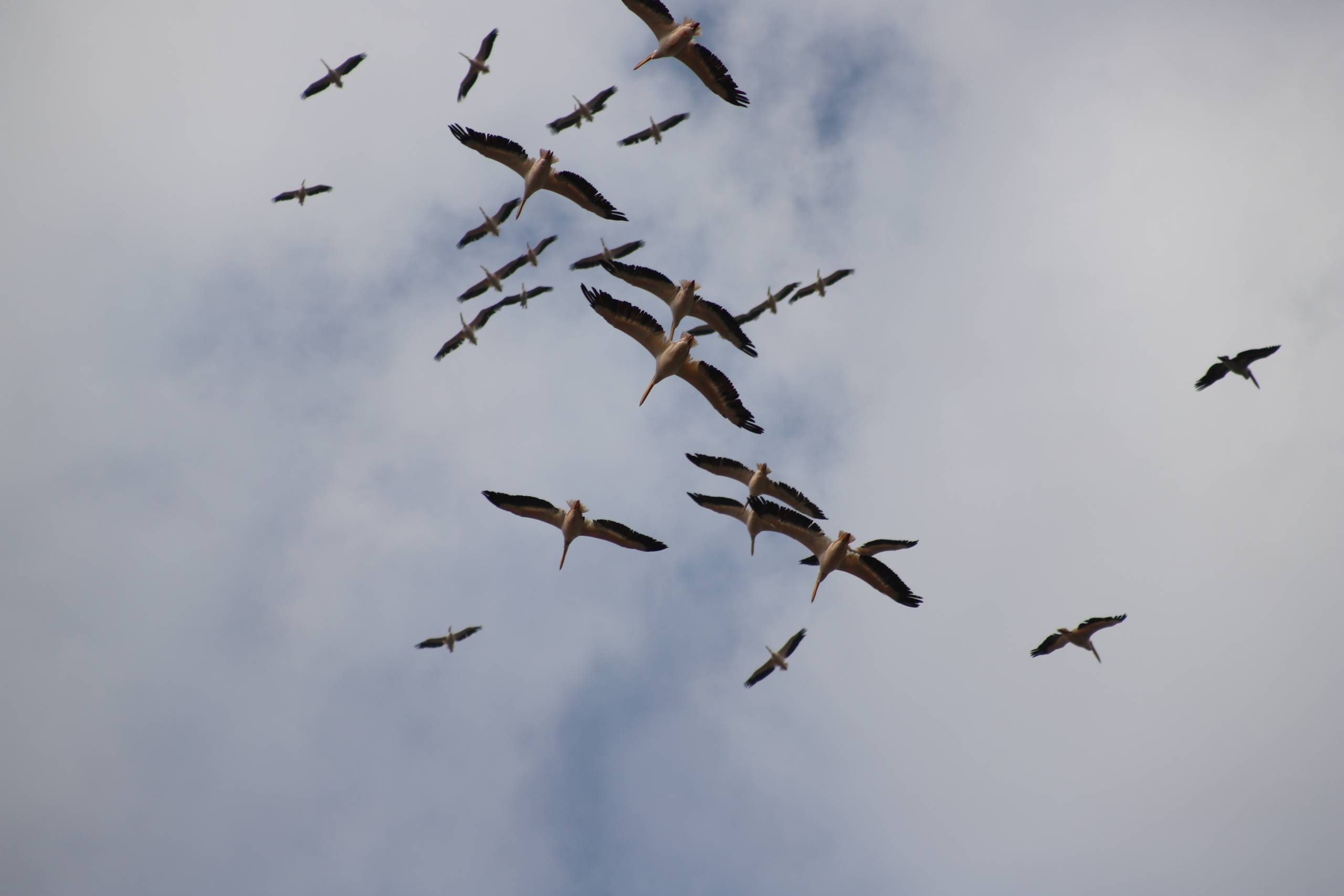 Hitchcock birds