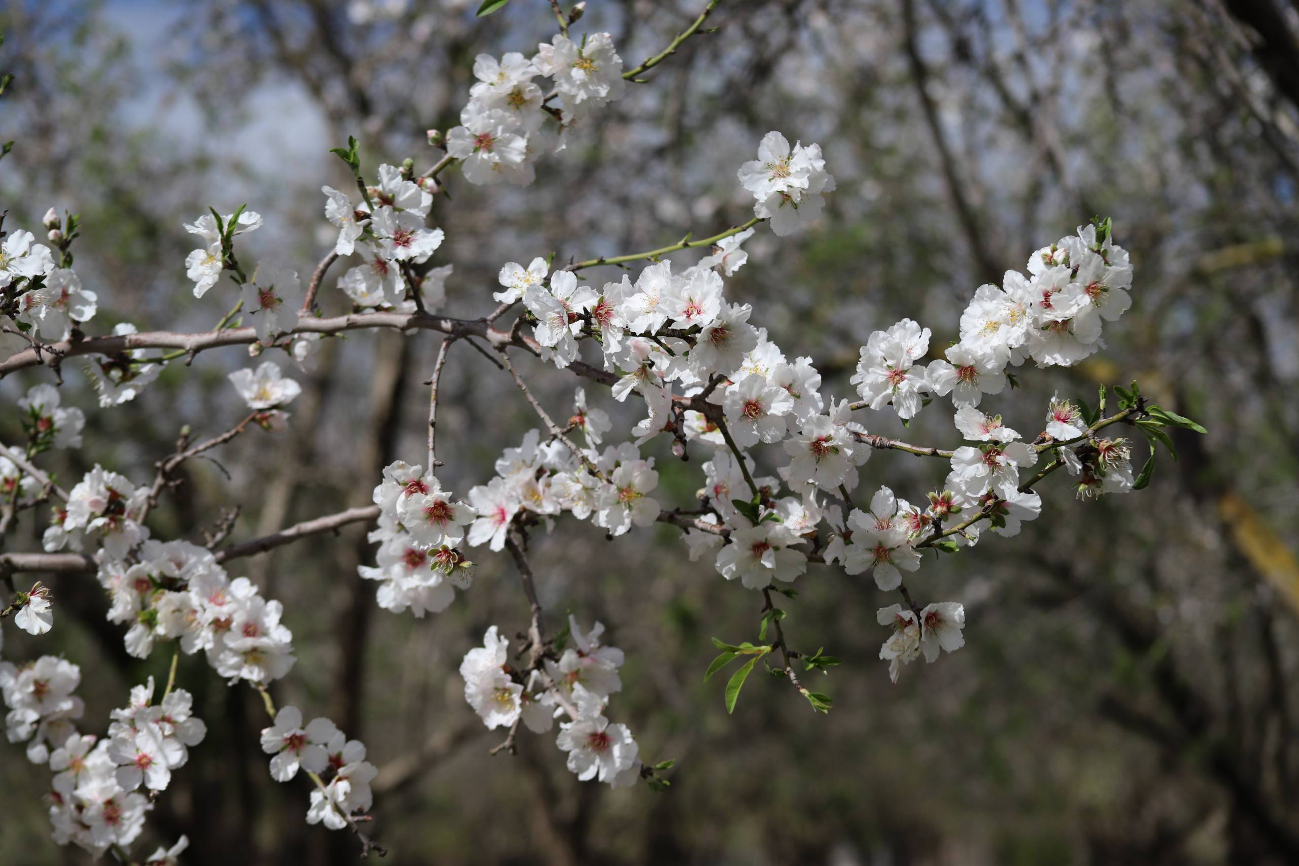 Almond Tree Flowering