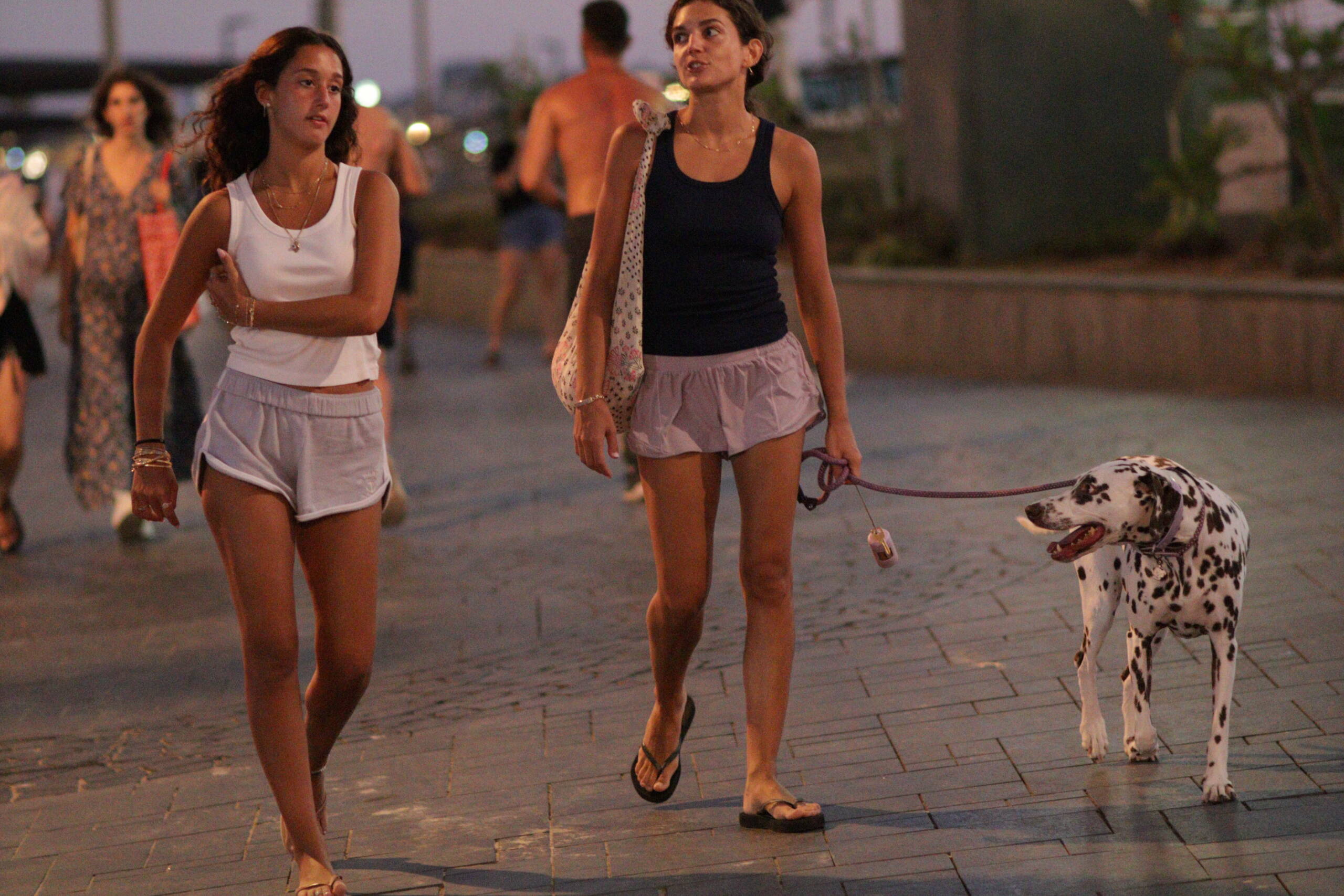 The Dalmatian’s Midnight Monologue