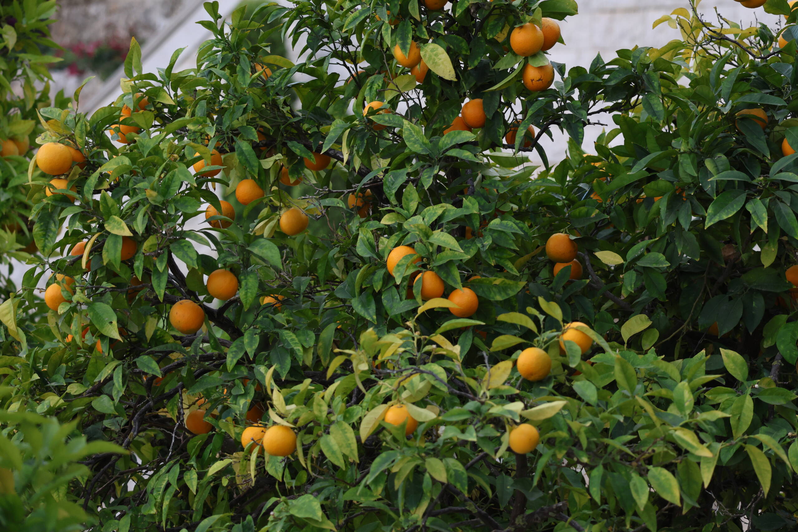 The Citrus Omen: How Coppola Turned Oranges Into a Cinematic Warning