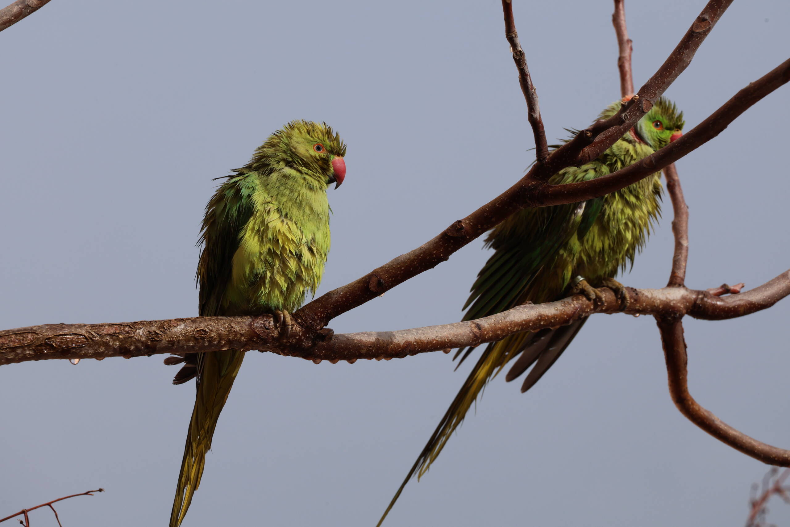 The Color Science Behind Why Some Cameras Just Look Better