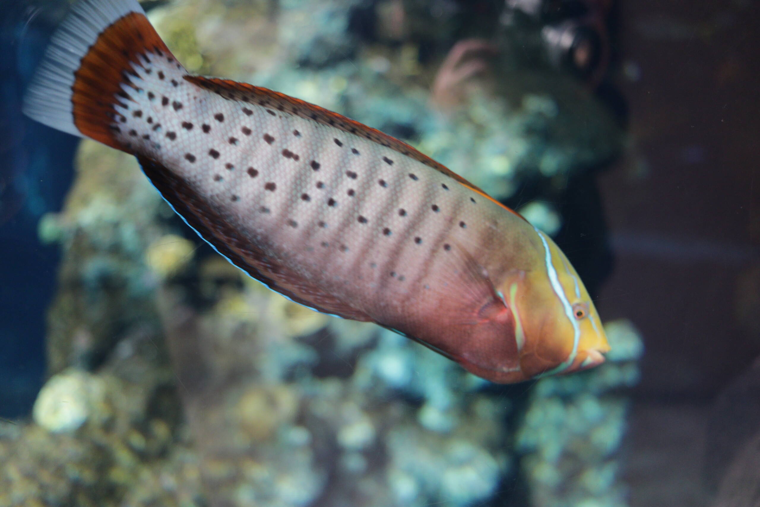A Spotted Fish in the Aquarium