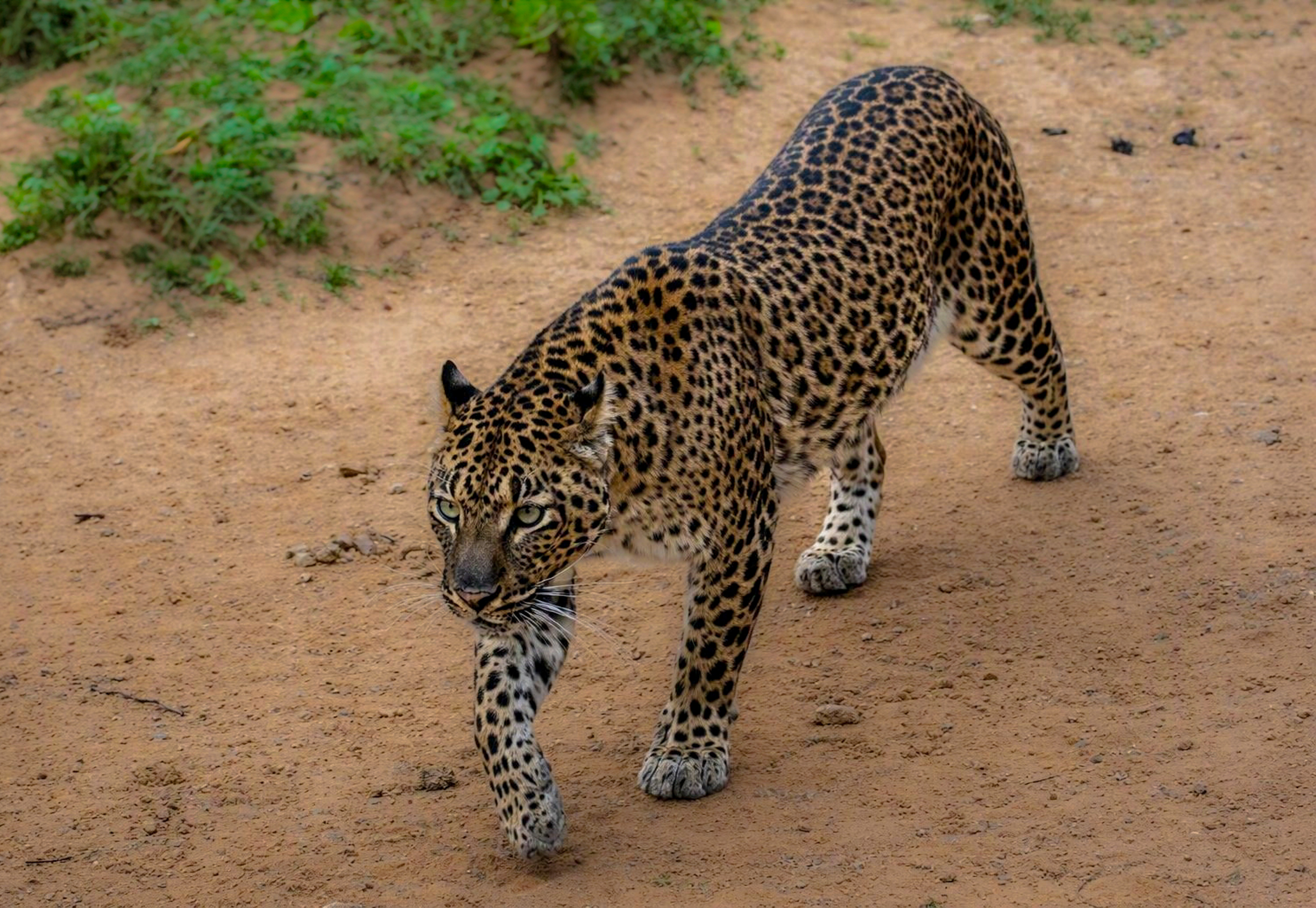 Leopard walking down a dirt track toward the camera