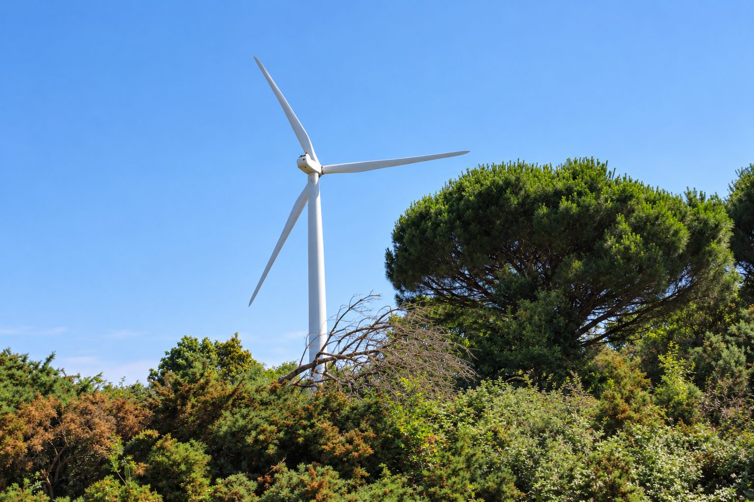 White wind turbine beside an umbrella-shaped pine and dense scrub beneath a clear blue sky.